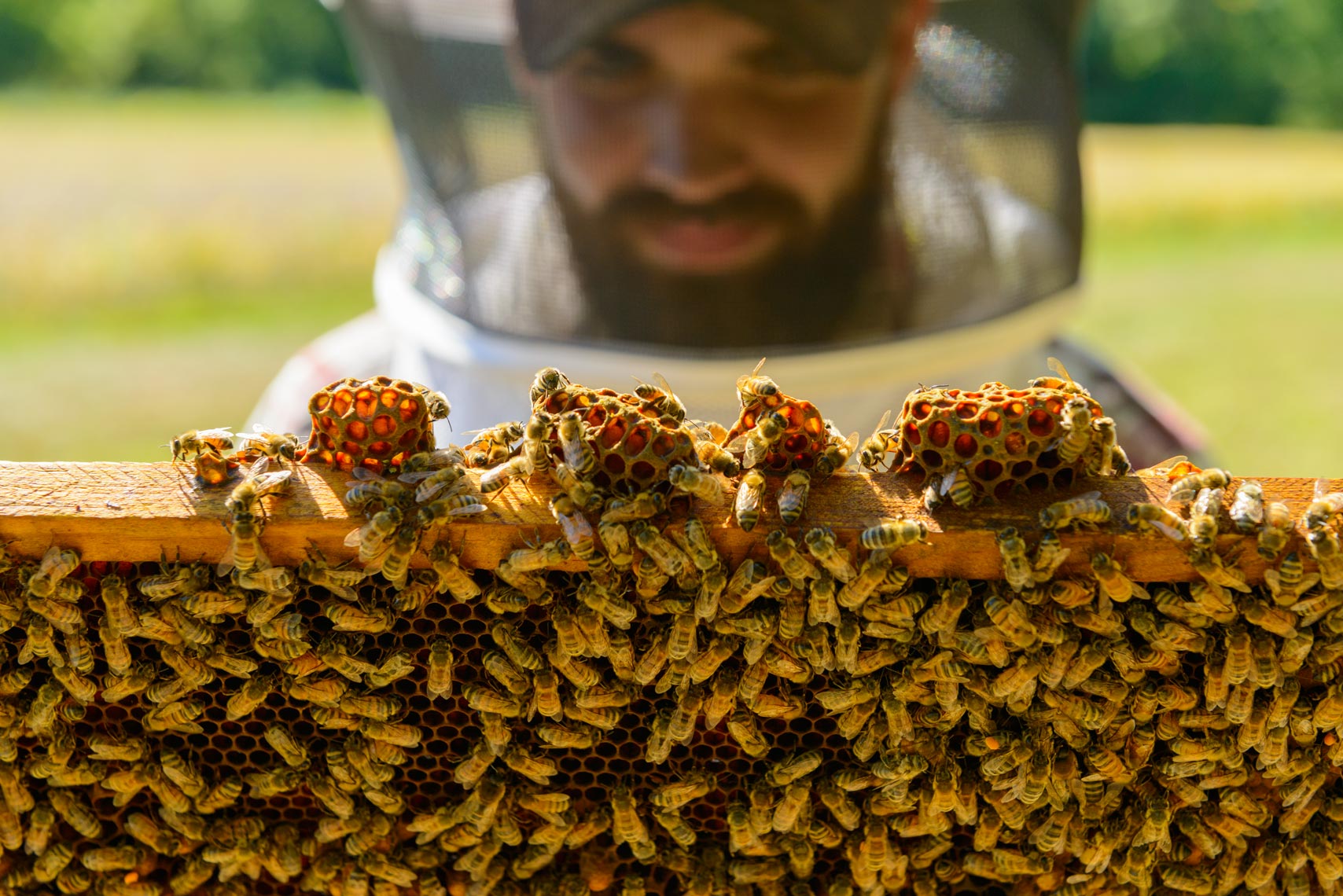Beekeeping - Bucks County, Pennsylvania - Lifestyle Photographer