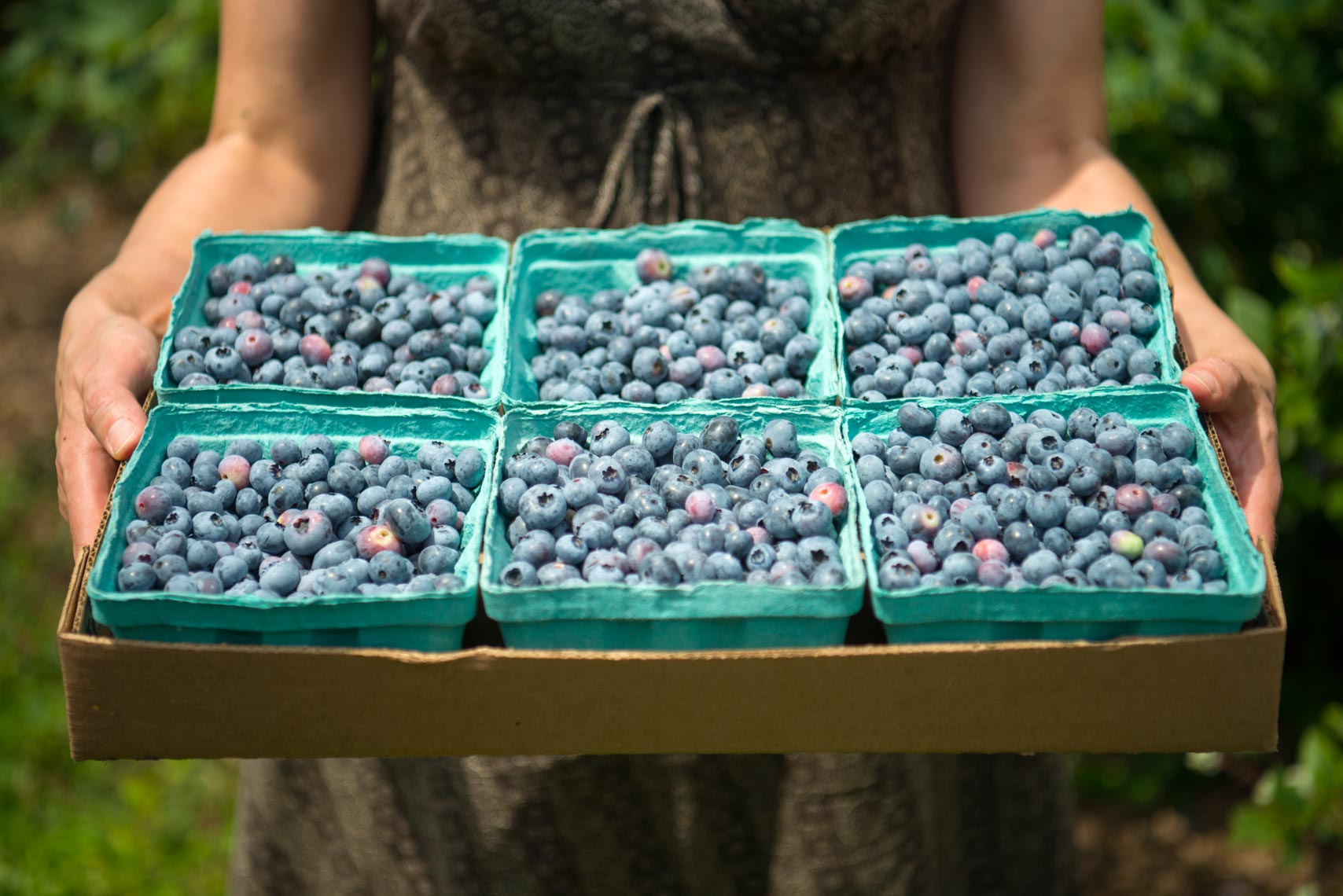 Blueberry Picking - Food Photographer Paul S. Bartholomew